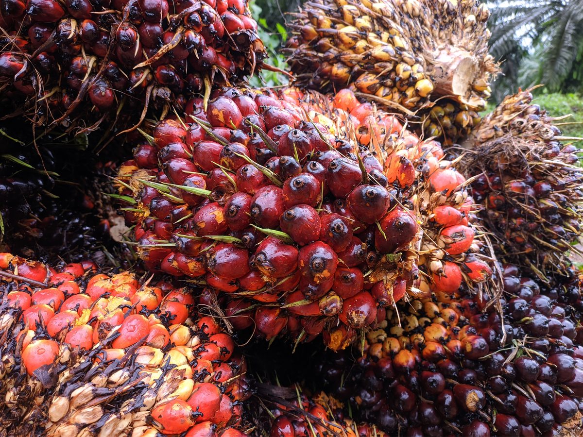 Tandan buah segar kelapa sawit