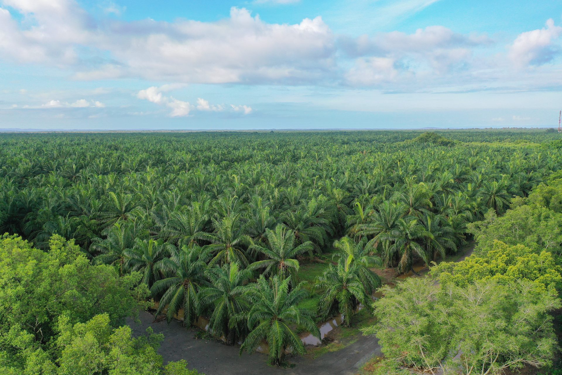 Perkebunan kelapa sawit dari udara