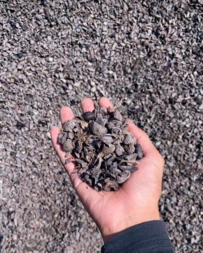 Cangkang kelapa sawit (Palm Kernel Shell) untuk bahan bakar biomassa